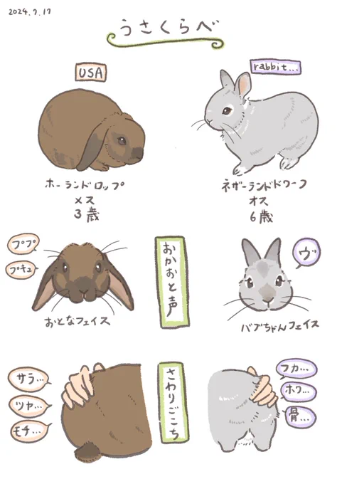 一口にウサギと言っても…?
我が家の愛兎「 rabbit…」と「USA」を比べてみました🐇(1/2) 