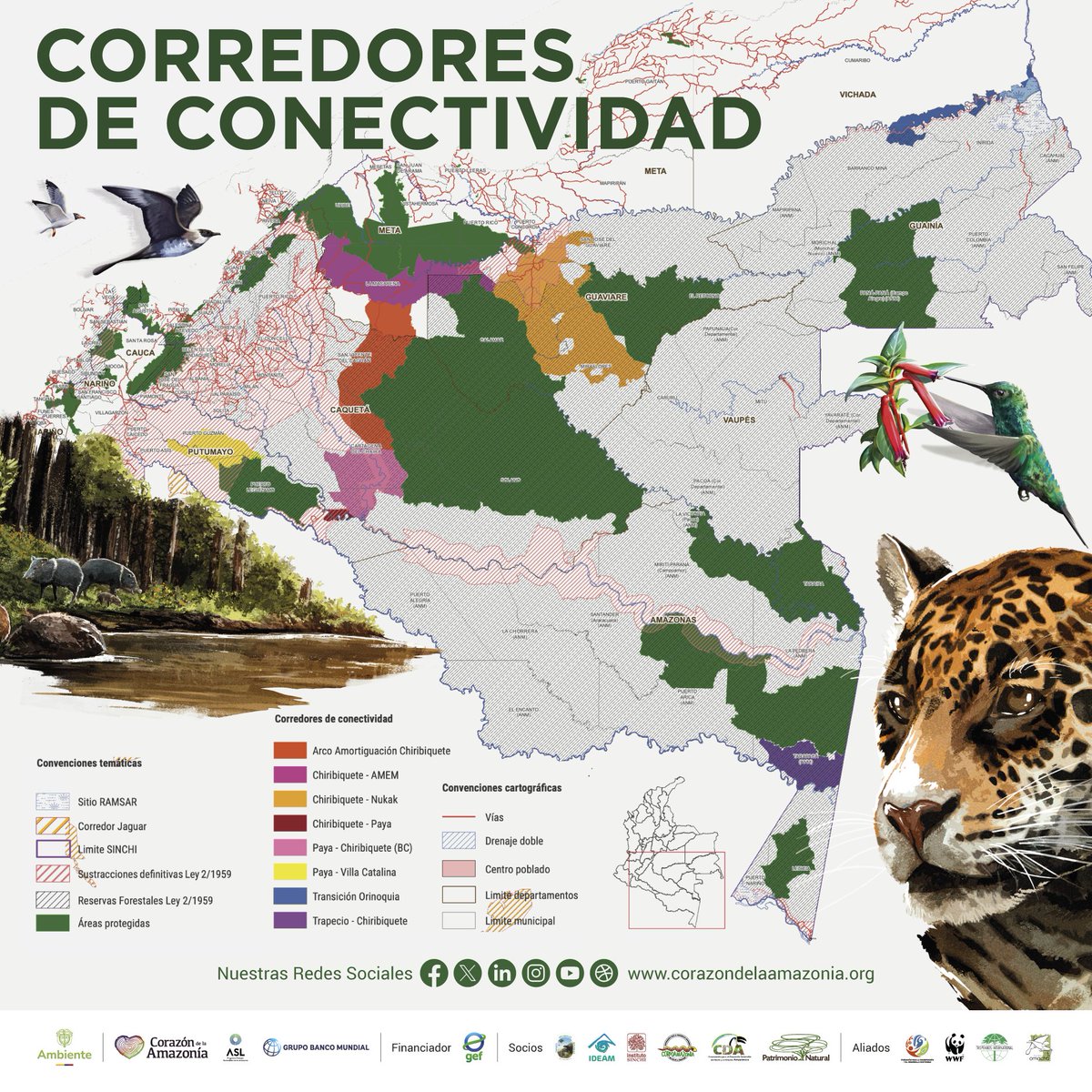 Los ocho corredores priorizados por <a href="/CorazonAmazonia/">Corazón de la Amazonía</a> son una estrategia de protección para mantener y restablecer la conectividad entre los Andes, la Amazonia y la Orinoquia

Más información: corazondelaamazonia.org/post/corredore…