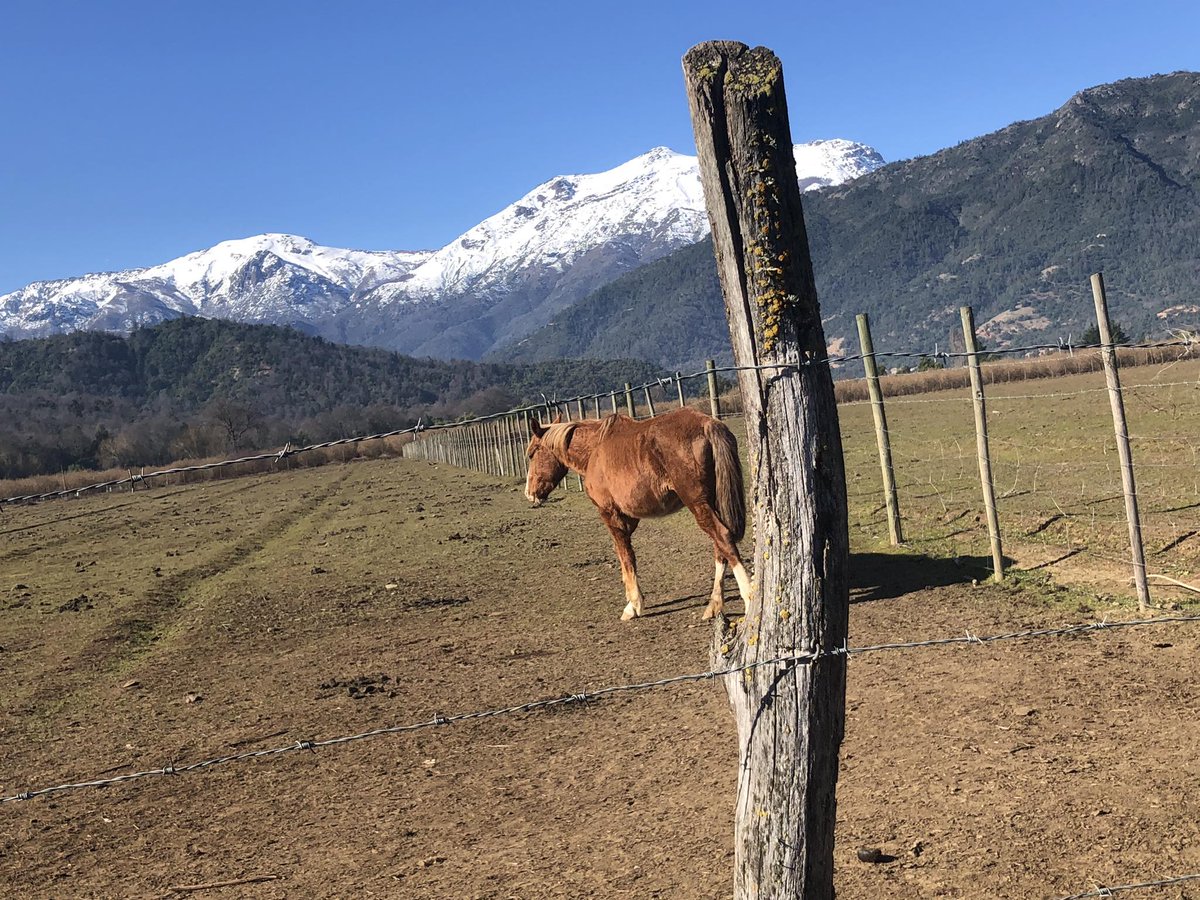 daniel_diaz's tweet photo. @sagchile ayuda con  denuncia ciudadana en #Teno, región del Maule.
Animales en pésimas condiciones en sector el Manzano, camino la montaña.  Ya se ha denunciado Pero sigue la misma situación. @luiscabello_cco @vlnradio @munideteno @GBravoCaceres @PrimeraFuentecl @Victor_Curico https://t.co/icLMdP17Co