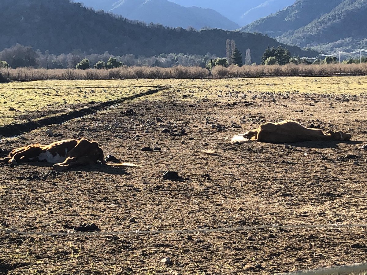 daniel_diaz's tweet photo. @sagchile ayuda con  denuncia ciudadana en #Teno, región del Maule.
Animales en pésimas condiciones en sector el Manzano, camino la montaña.  Ya se ha denunciado Pero sigue la misma situación. @luiscabello_cco @vlnradio @munideteno @GBravoCaceres @PrimeraFuentecl @Victor_Curico https://t.co/icLMdP17Co