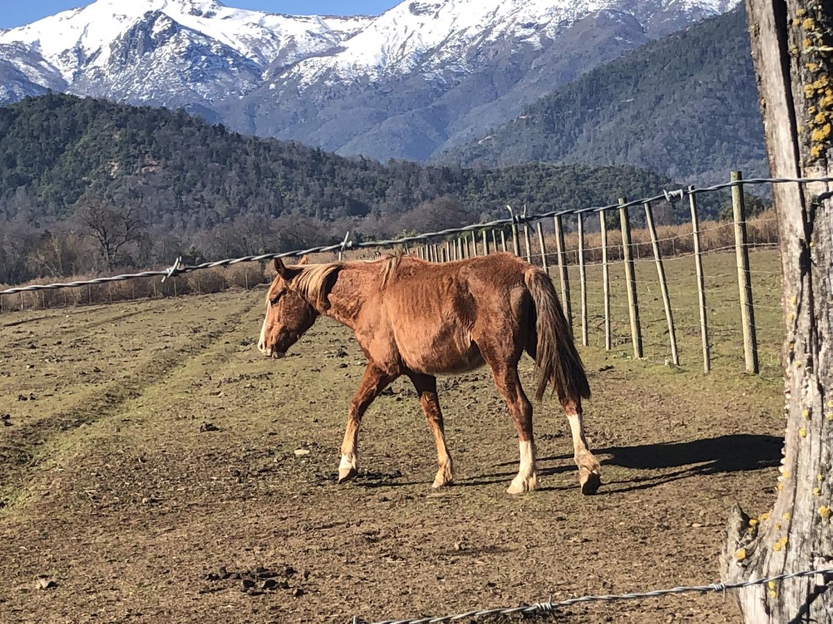 daniel_diaz's tweet photo. @sagchile ayuda con  denuncia ciudadana en #Teno, región del Maule.
Animales en pésimas condiciones en sector el Manzano, camino la montaña.  Ya se ha denunciado Pero sigue la misma situación. @luiscabello_cco @vlnradio @munideteno @GBravoCaceres @PrimeraFuentecl @Victor_Curico https://t.co/icLMdP17Co