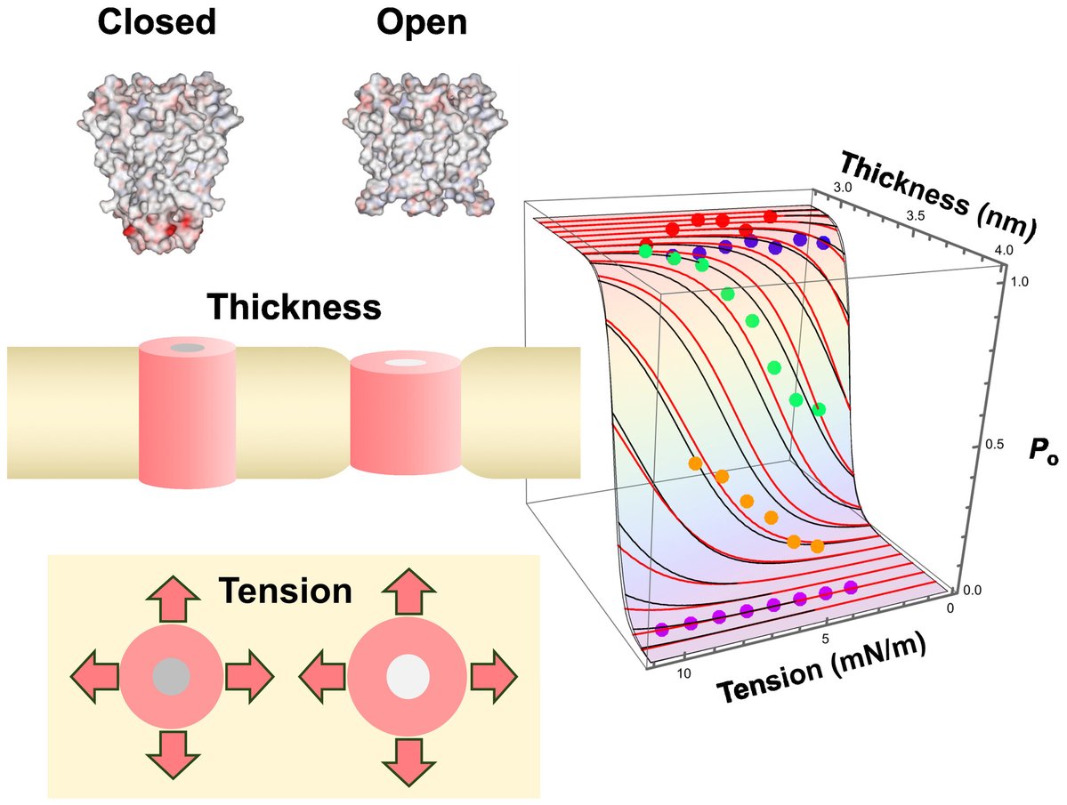 FEBS_Letters's tweet photo. ๐ง How does #membrane thickness and tension modify the gating of KcsA #potassiumchannels? Shigetoshi Oiki et al. report their findings in a new article published in FEBS Letters
โก๏ธ https://t.co/y2200sJ6r2
@fukudai_koho @UnivFukui_offl https://t.co/vQpOtuU6Xf