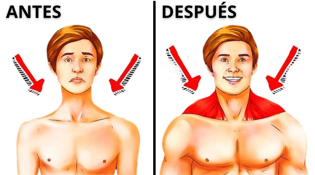 carlos_muscul's tweet photo. 7 ejercicios para fortalecer los músculos trapecios 💪 https://t.co/4mlnxHfKG9