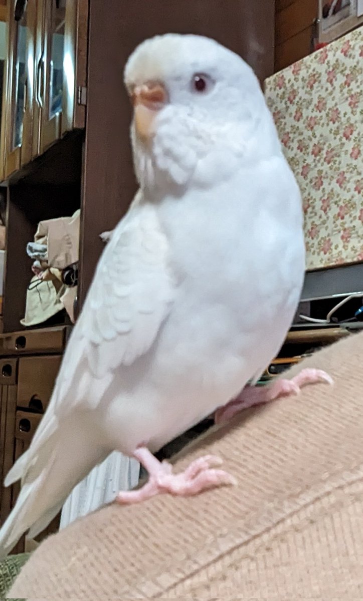 shimakenji17's tweet photo. 令和6年7月17日午後7ごろ小禄中付近でセキセイインコ（白色）が迷子になりました。
すぐ肩に乗りとても人なっこいインコです。
見かけたり、保護されましたら連絡お願いします。 https://t.co/6QqomD90TN