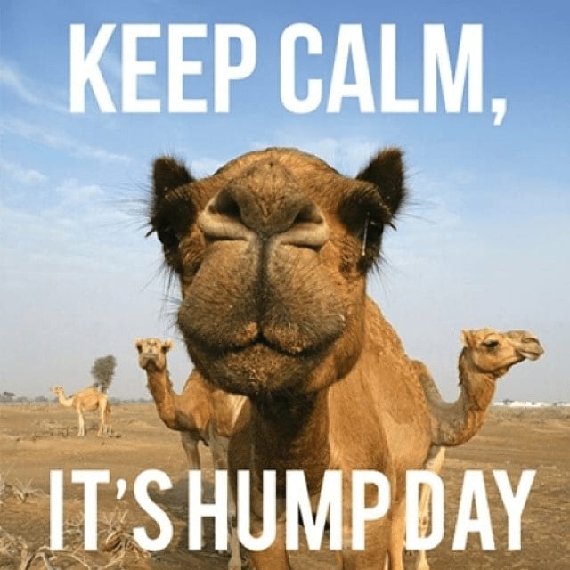SMCbyTAR's tweet image. Rolling through the week like a boss! Happy Hump Day, where even camels envy our midweek hustle. 🐪💼 #WednesdayVibes #HalfwayThere #ServiceMaster
