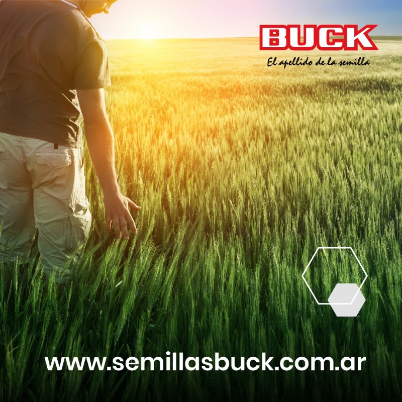BuckSemillas's tweet photo. 🙌Sabemos que hay que responder a nuevos #Paradigmas del mercado 👉a una #Agricultura eficiente e inteligente
Por eso tenemos un porfolio de productos para llevar a cabo tal fin🎯
Hacé clic en la foto 👉💻🌐