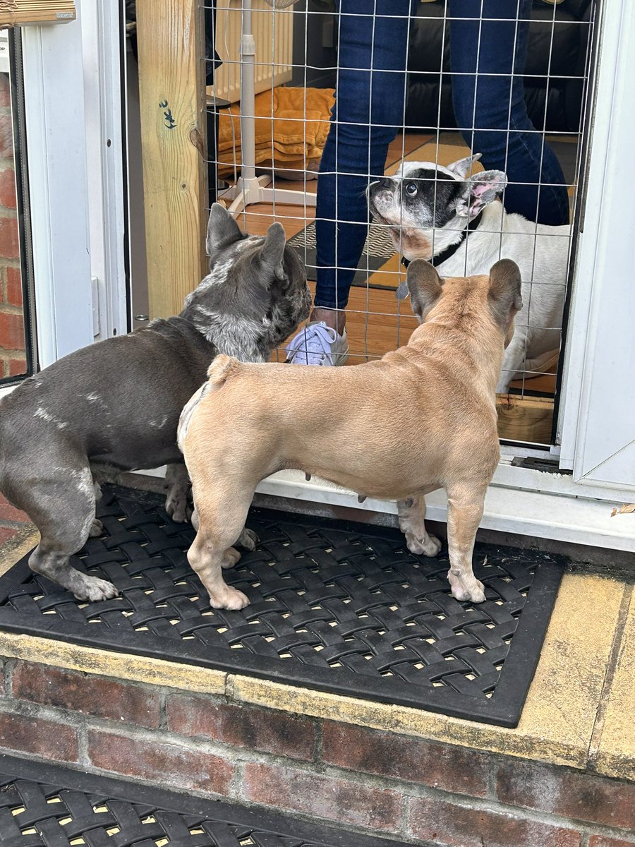 BabyBoyNoNameY1's tweet photo. We are having a new garden fence put up so me & @coco_th have a free run , well they heard me barking loud , found me up stairs in neighbours house 🤪 I had one of there cats up on the bed & one cat on the draws IV NEVER BEEN IN THE SAME ROOM AS A CAT B 4!!!! 🐈⬛ #Odear 🐾 https://t.co/fJ9m93P0yh