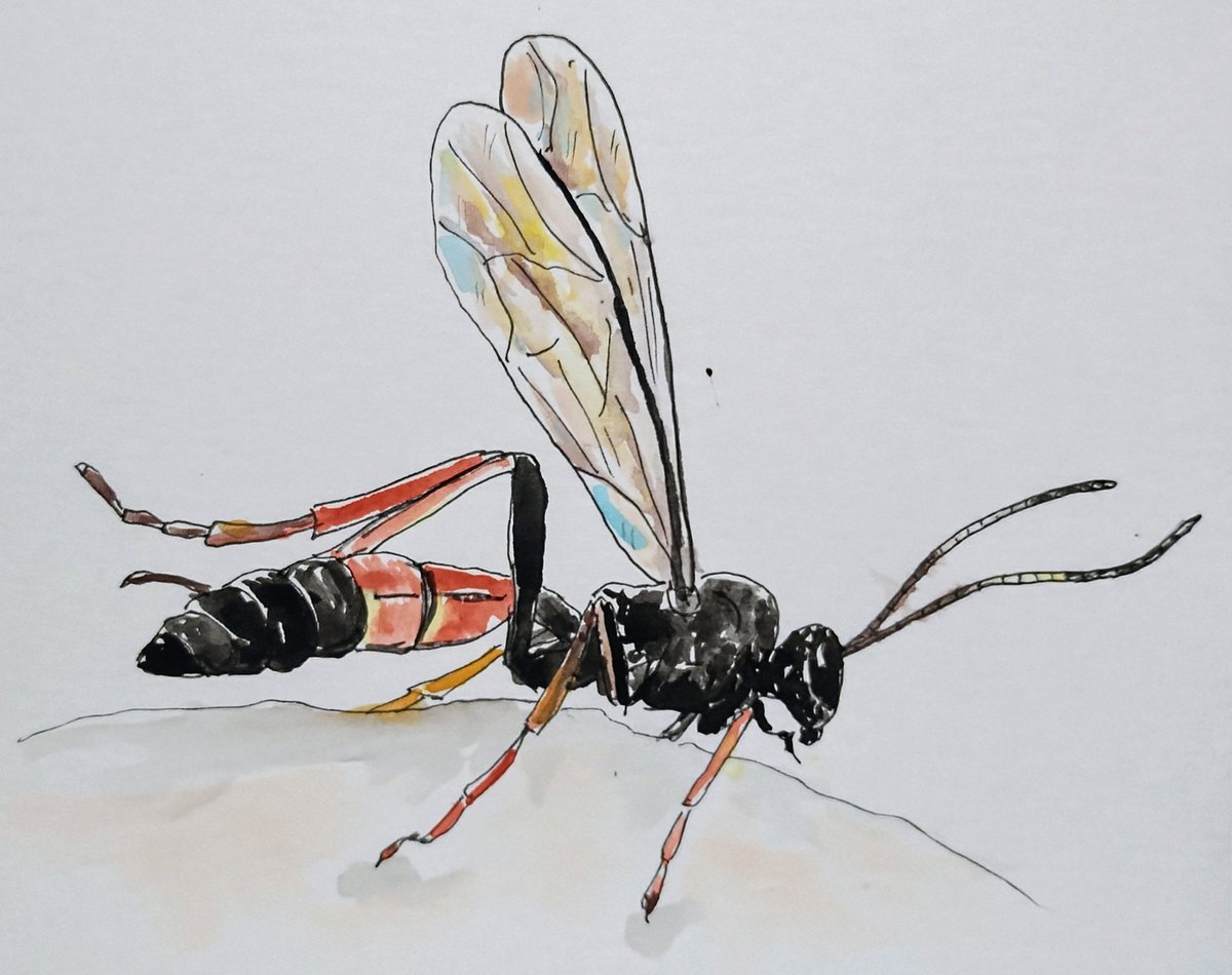 ksneathart's tweet photo. Day 17 of #Summerbuggin Today we have an Ichneumon Wasp. π§‘π€π¦ Hope you have a great Wednesday! @caseybella3 @artyreg77 #summerbuggin24 #ichneumonwasp #wasp #insectart #dailyartchallenge #bugtastic https://t.co/QGmO5PA0Vl