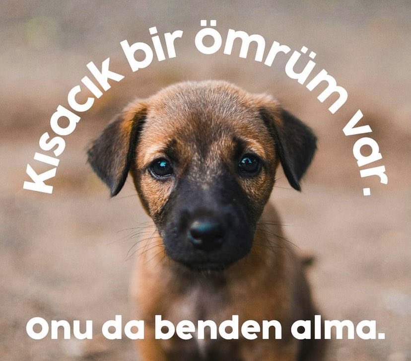 ErsahinBelit's tweet photo. #YasaDeğilCinayet 
#YasayiGeriÇek 
#KatliamaOyumHayır 
#DevletYaşatır https://t.co/czbW7kIq4f