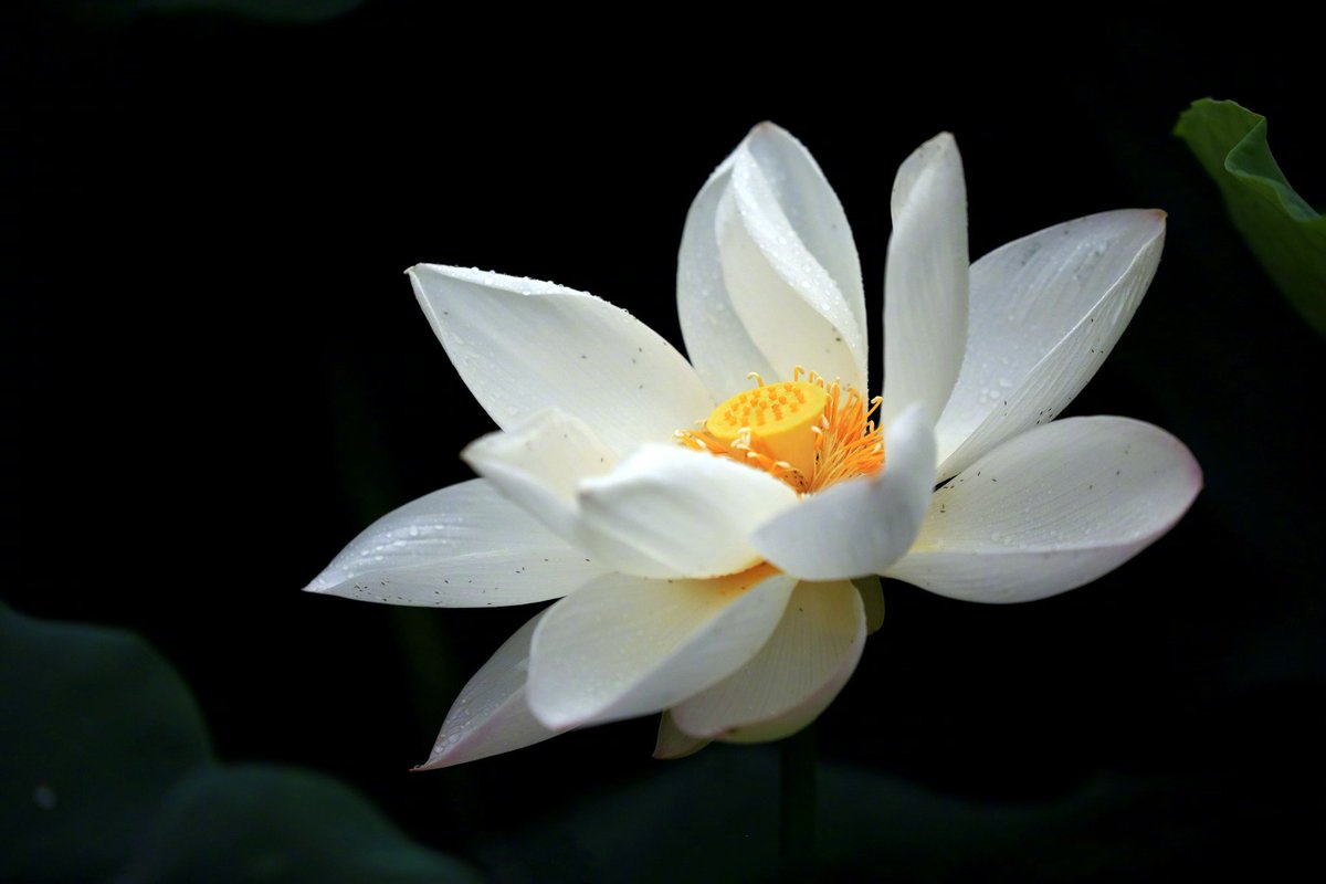ChinaPearl52076's tweet photo. After the rain, the lotus flowers in Qingyan Garden, Huai'an, Jiangsu, are in full bloom. Amidst the lush green leaves, the elegant lotus flowers stand gracefully, showcasing their stunning beauty. Don't miss this enchanting sight!  #QingyanGarden #LotusBlossom #HuaiAn #Jiangsu https://t.co/Otv7vtcx00