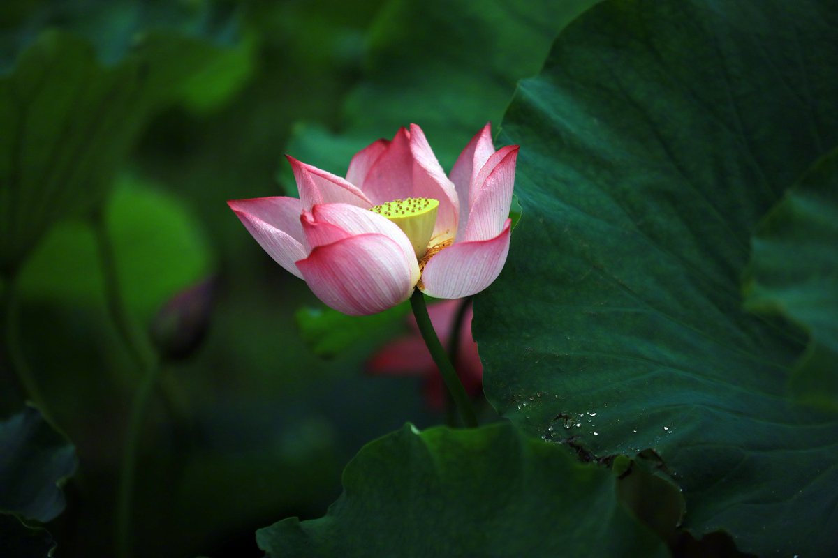 ChinaPearl52076's tweet photo. After the rain, the lotus flowers in Qingyan Garden, Huai'an, Jiangsu, are in full bloom. Amidst the lush green leaves, the elegant lotus flowers stand gracefully, showcasing their stunning beauty. Don't miss this enchanting sight!  #QingyanGarden #LotusBlossom #HuaiAn #Jiangsu https://t.co/Otv7vtcx00