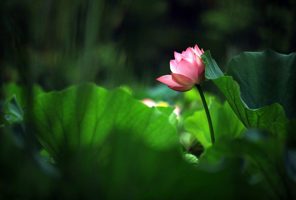 ChinaPearl52076's tweet photo. After the rain, the lotus flowers in Qingyan Garden, Huai'an, Jiangsu, are in full bloom. Amidst the lush green leaves, the elegant lotus flowers stand gracefully, showcasing their stunning beauty. Don't miss this enchanting sight!  #QingyanGarden #LotusBlossom #HuaiAn #Jiangsu https://t.co/Otv7vtcx00