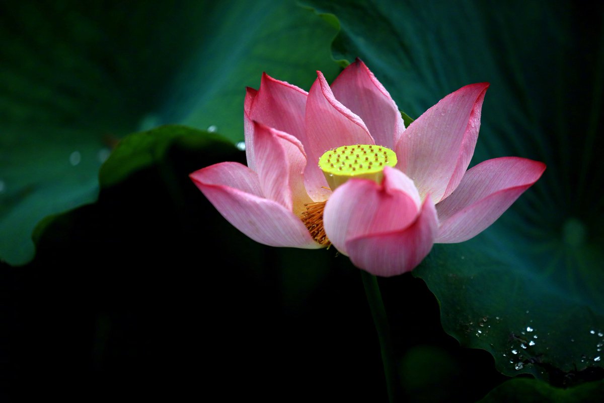 ChinaPearl52076's tweet photo. After the rain, the lotus flowers in Qingyan Garden, Huai'an, Jiangsu, are in full bloom. Amidst the lush green leaves, the elegant lotus flowers stand gracefully, showcasing their stunning beauty. Don't miss this enchanting sight!  #QingyanGarden #LotusBlossom #HuaiAn #Jiangsu https://t.co/Otv7vtcx00