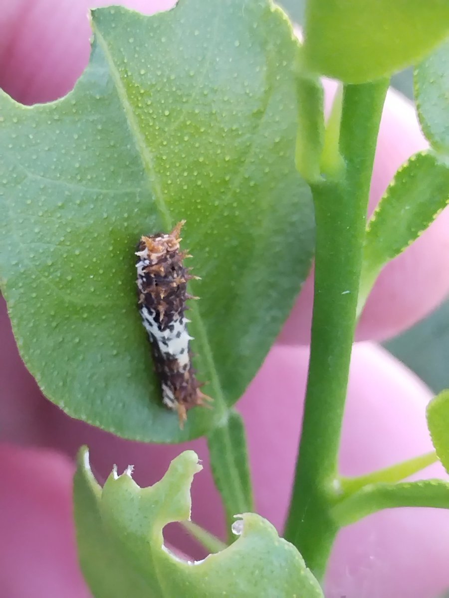 Sudhans10401496's tweet photo. Different instar of #Lemon butterfly.Papilio demolious
Symptoms of damage:
Caterpillar feed on leaves
,Defoliation
Identification of pest
Larvae: Early stage larva resembles bird dropping. Grown up larva cylindrical, stout, green and brown lateral bond.
#insectpest @alabamaED https://t.co/2aeYWf4qtp