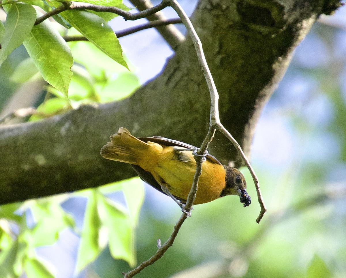 Natural Lands tweet media