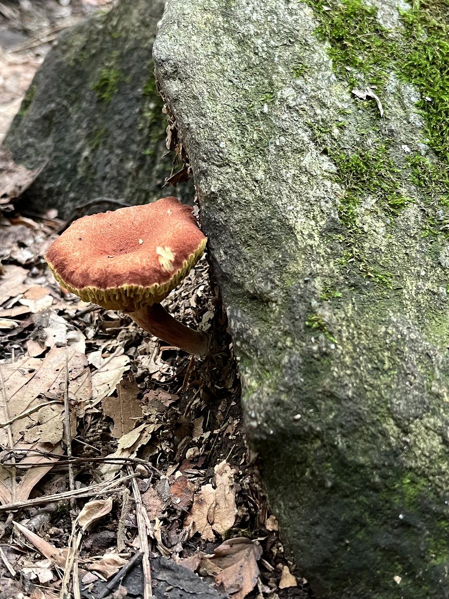 Natural Lands tweet media