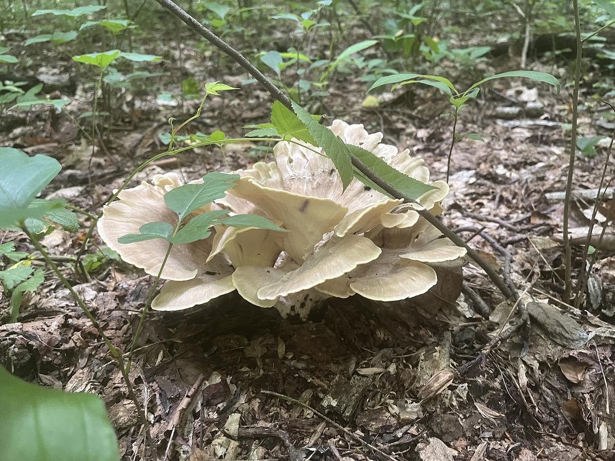 Natural Lands tweet media