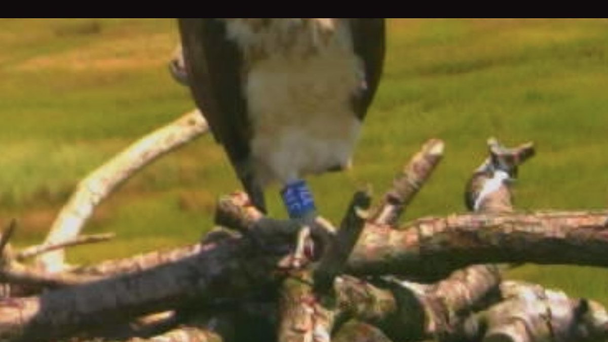 Well, well, well…..look who’s just turned up in the harbour! Almost exactly 3 months after he was first seen back in the UK, here in Poole, our male 374 has just decided to show up again! <a href="/timmackrill/">Tim Mackrill</a> <a href="/RoyDennisWF/">Roy Dennis Foundation</a> <a href="/DorsetBirdClub/">Dorset Bird Club</a>