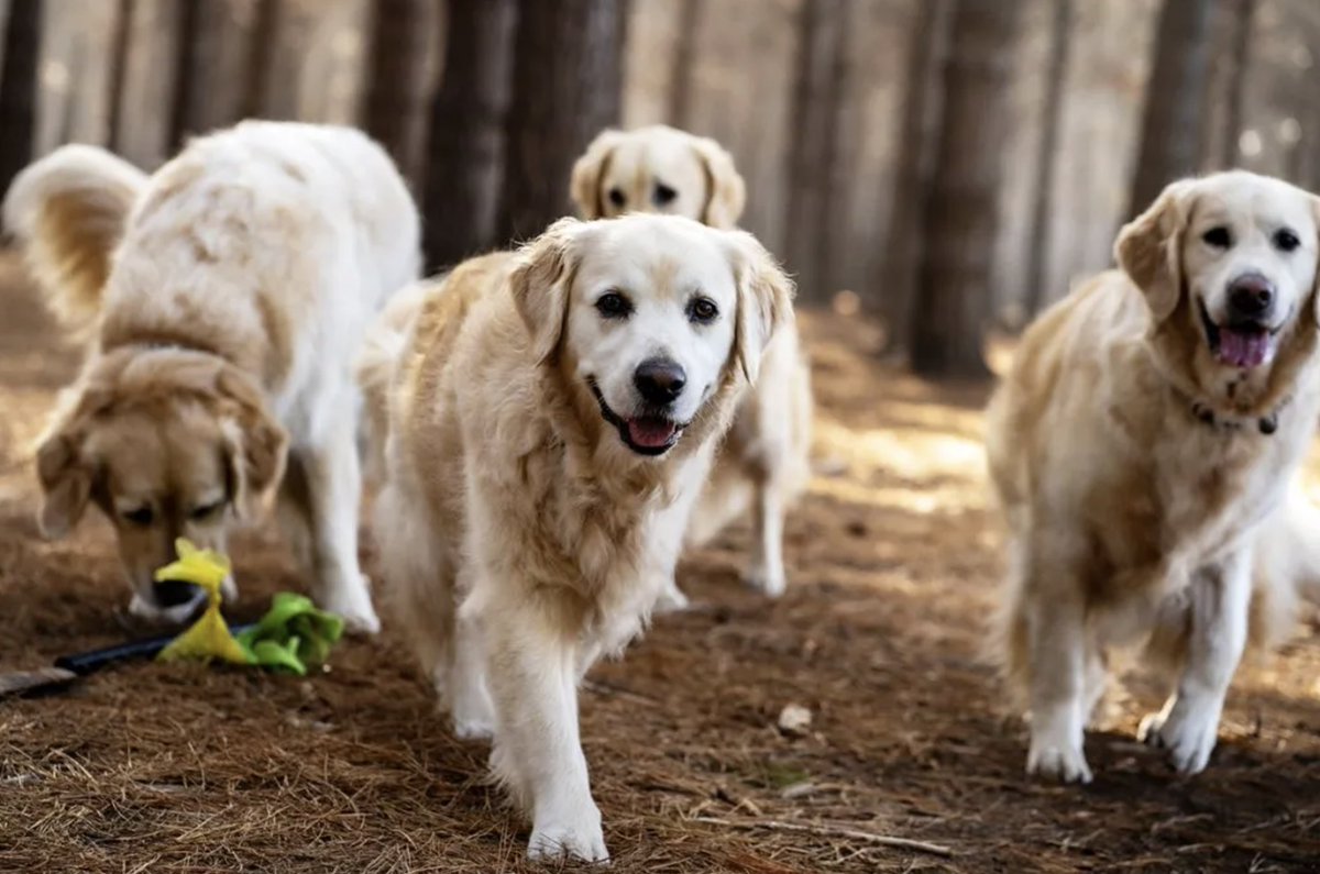 LongevityTech's tweet photo. https://t.co/e1d4mksBm6 out of the traps with $35 million fund for #petlongevity
Early-stage fund will back innovative startups in Europe, Asia and the US that are focused on pets’ longevity, health and therapeutics.
#investment #funding #petcare
https://t.co/Er99PLC92M https://t.co/eaM18EGogD