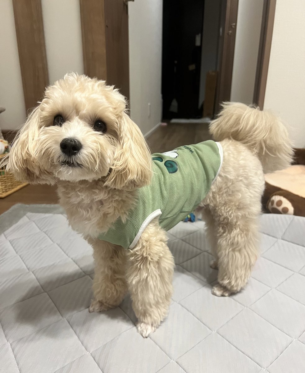 1122mimimi's tweet photo. うちの犬さん
トイプードルと
マルチーズとシーズー
入ってない？と
言われます🐶 https://t.co/l77LAKeWZv