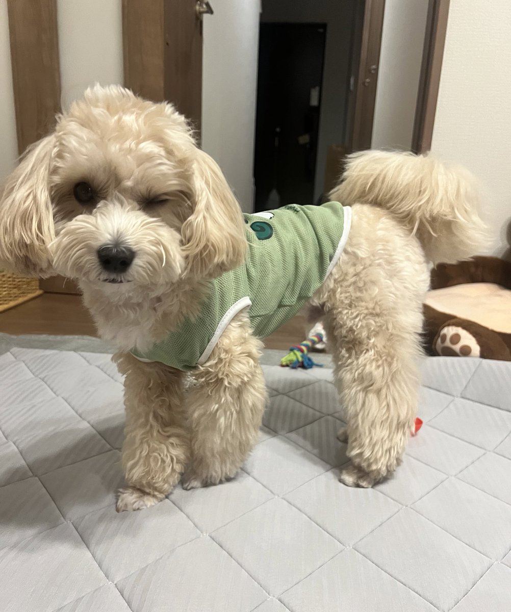 1122mimimi's tweet photo. うちの犬さん
トイプードルと
マルチーズとシーズー
入ってない？と
言われます🐶 https://t.co/l77LAKeWZv