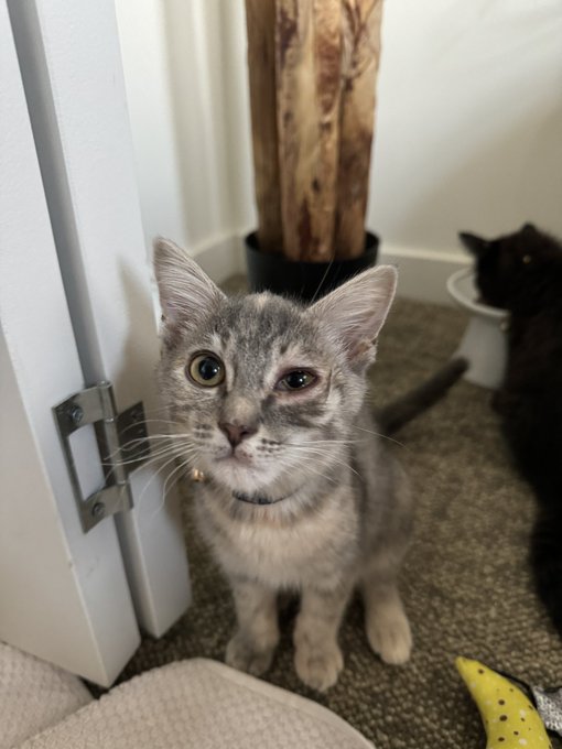 Heading to the vet once again this morning :/ my poor little baby girl just keeps having bad luck. Her