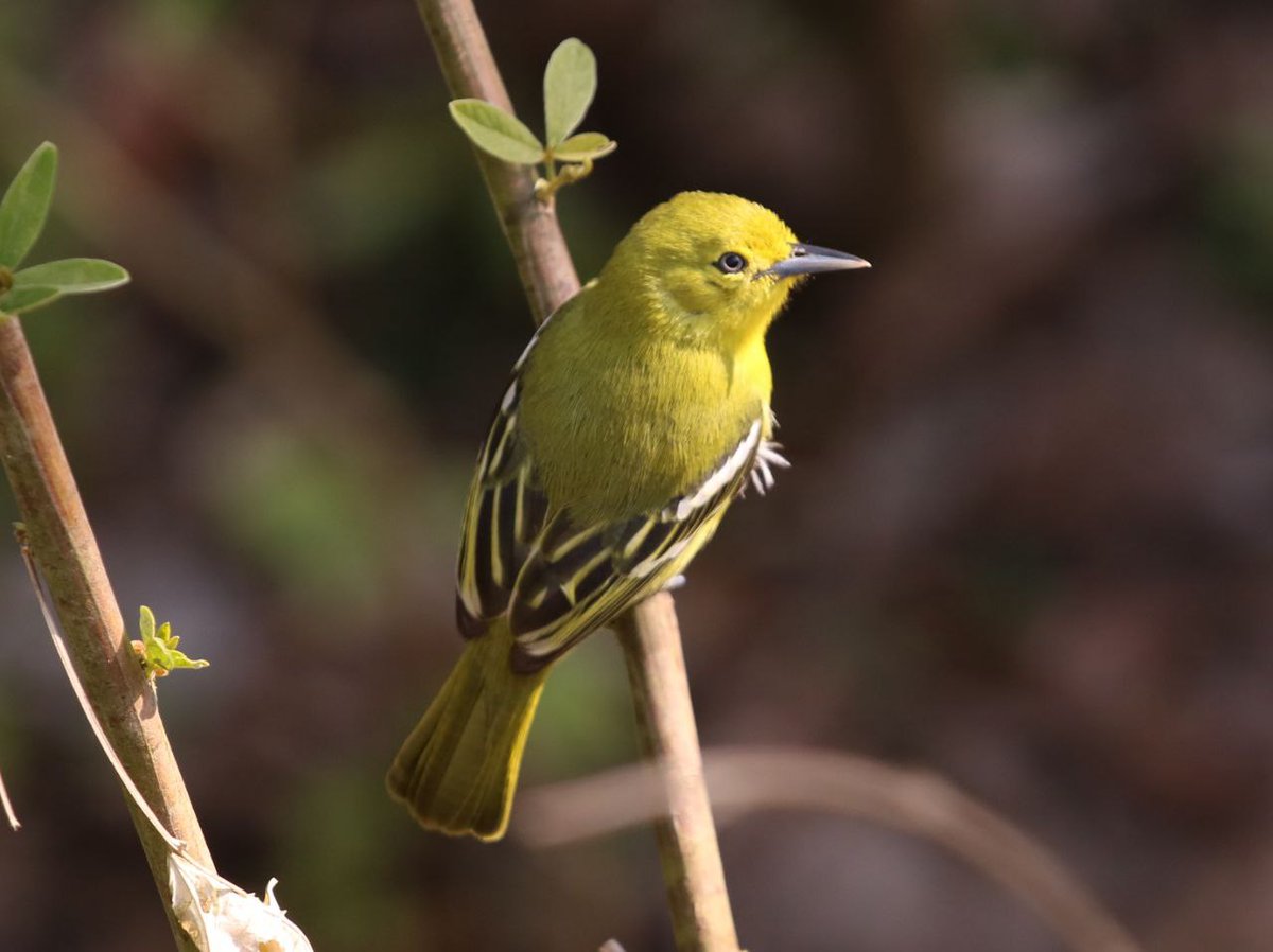 KadoRinchen2's tweet image. Every feather tells a story...

#CommonIora from central Bhutan.!
(June 2024)...