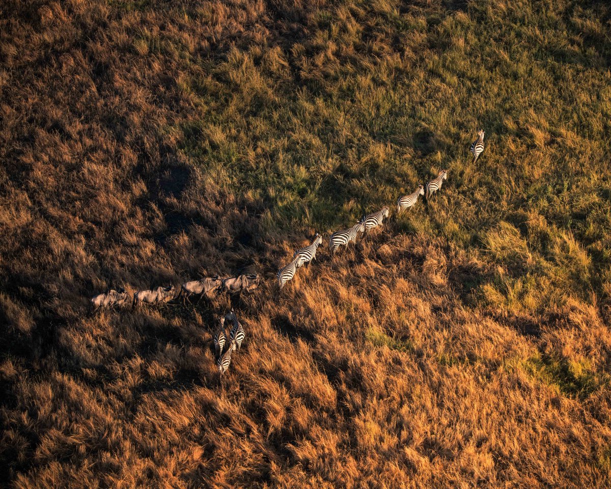 Zebras and wildebeests during the Great Migration

<a href="/visit_serengeti/">Visit Serengeti</a> #NikonNoFilter <a href="/StormHour/">#StormHour</a> <a href="/ThePhotoHour/">#ThePhotoHour</a> @buzzfeedstorm @nikonusa <a href="/VisitTanzania1/">Visit Tanzania</a> <a href="/tzparks/">Tanzania National Parks</a> <a href="/AWF_Official/">AWF</a> #WelcomeTanzania #Serengeti <a href="/SafarisBalloon/">Serengeti Balloon Safaris</a>