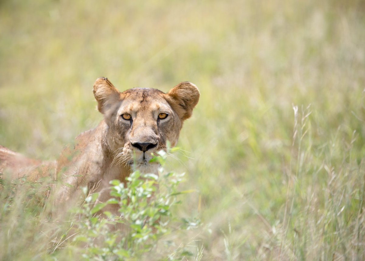 The Lioness
(Tarangire National Park, Tanzania)

#NikonNoFilter <a href="/StormHour/">#StormHour</a> <a href="/ThePhotoHour/">#ThePhotoHour</a> <a href="/buzzfeedstorm/">BuzzFeed Storm</a> <a href="/nikonusa/">NikonUSA</a> <a href="/VisitTanzania1/">Visit Tanzania</a> <a href="/tzparks/">Tanzania National Parks</a> <a href="/AWF_Official/">AWF</a> #WelcomeTanzania