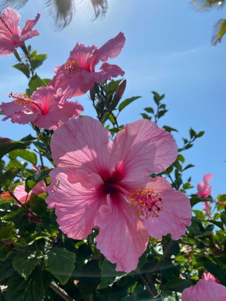 fairyprxncess's tweet photo. me if I was reincarnated into a flower https://t.co/EvTTBKkklN