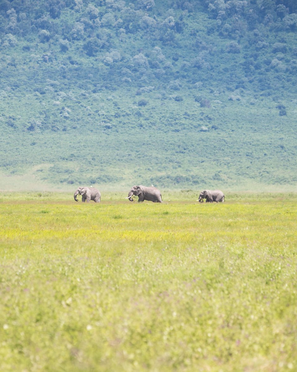 The Trek
(Ngorongoro Crater, Tanzania)

#NikonNoFilter <a href="/StormHour/">#StormHour</a> <a href="/ThePhotoHour/">#ThePhotoHour</a> @buzzfeedstorm @nikonusa <a href="/VisitTanzania1/">Visit Tanzania</a> <a href="/tzparks/">Tanzania National Parks</a> <a href="/AWF_Official/">AWF</a> #WelcomeTanzania