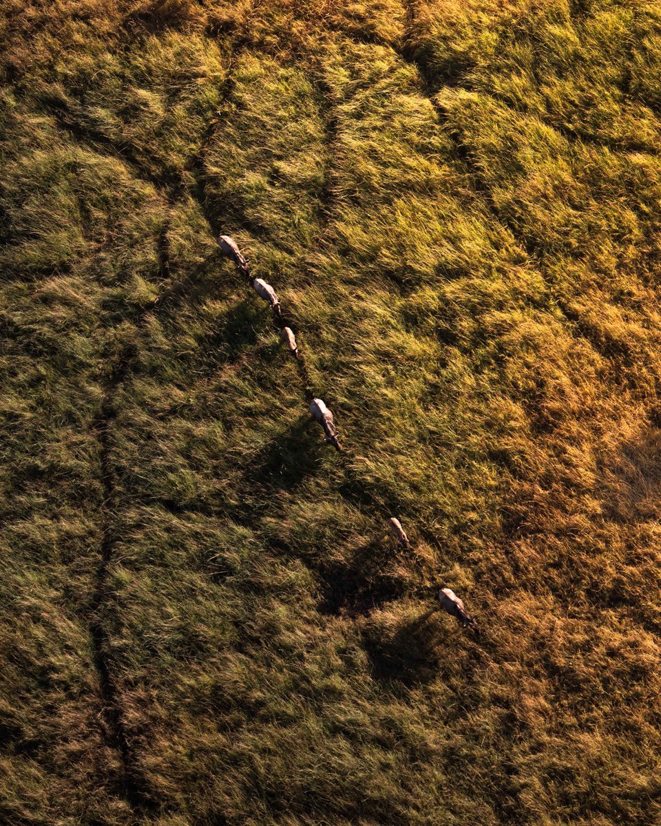 The Great Migration

<a href="/visit_serengeti/">Visit Serengeti</a> #NikonNoFilter <a href="/StormHour/">#StormHour</a> <a href="/ThePhotoHour/">#ThePhotoHour</a> <a href="/buzzfeedstorm/">BuzzFeed Storm</a> <a href="/nikonusa/">NikonUSA</a> <a href="/VisitTanzania1/">Visit Tanzania</a> <a href="/tzparks/">Tanzania National Parks</a> <a href="/AWF_Official/">AWF</a> #WelcomeTanzania #Serengeti <a href="/SafarisBalloon/">Serengeti Balloon Safaris</a>