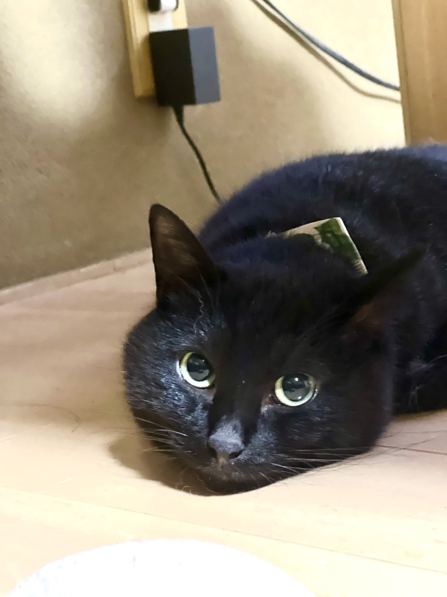 Yozora_zone's tweet photo. 猫も溶ける時期ですね

#黒猫 https://t.co/OVn5KEND2v