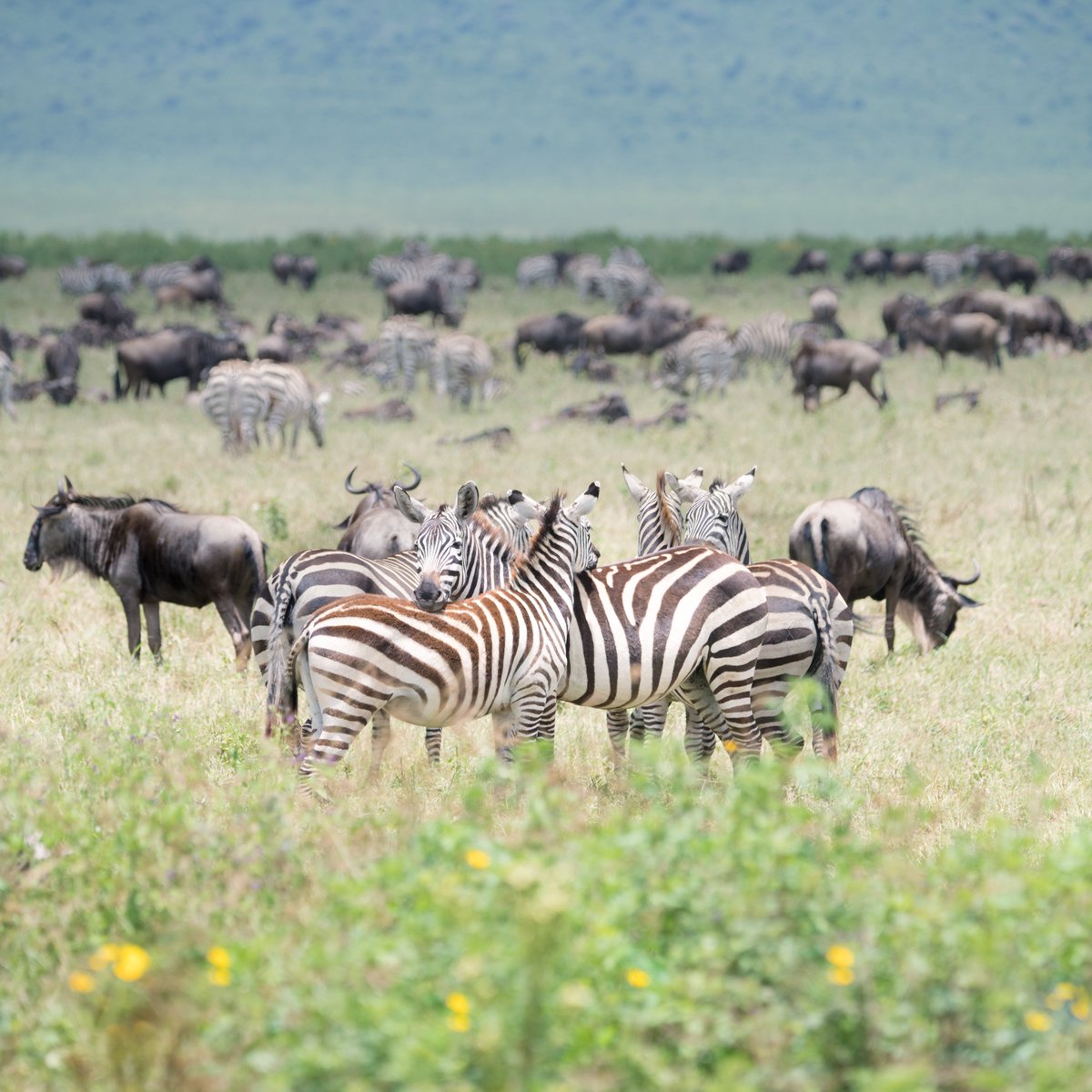 The BFFs
(Ngorongoro Crater, Tanzania)

#NikonNoFilter <a href="/StormHour/">#StormHour</a> <a href="/ThePhotoHour/">#ThePhotoHour</a> <a href="/buzzfeedstorm/">BuzzFeed Storm</a> <a href="/nikonusa/">NikonUSA</a> <a href="/VisitTanzania1/">Visit Tanzania</a> <a href="/tzparks/">Tanzania National Parks</a> <a href="/AWF_Official/">AWF</a> #WelcomeTanzania