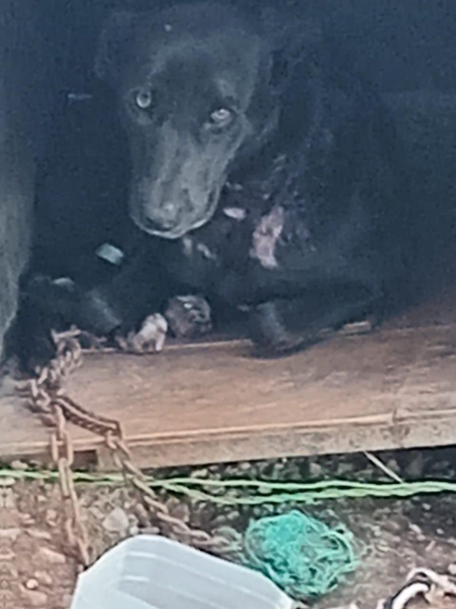 Bienestar Animal Municipal SLP tweet media
