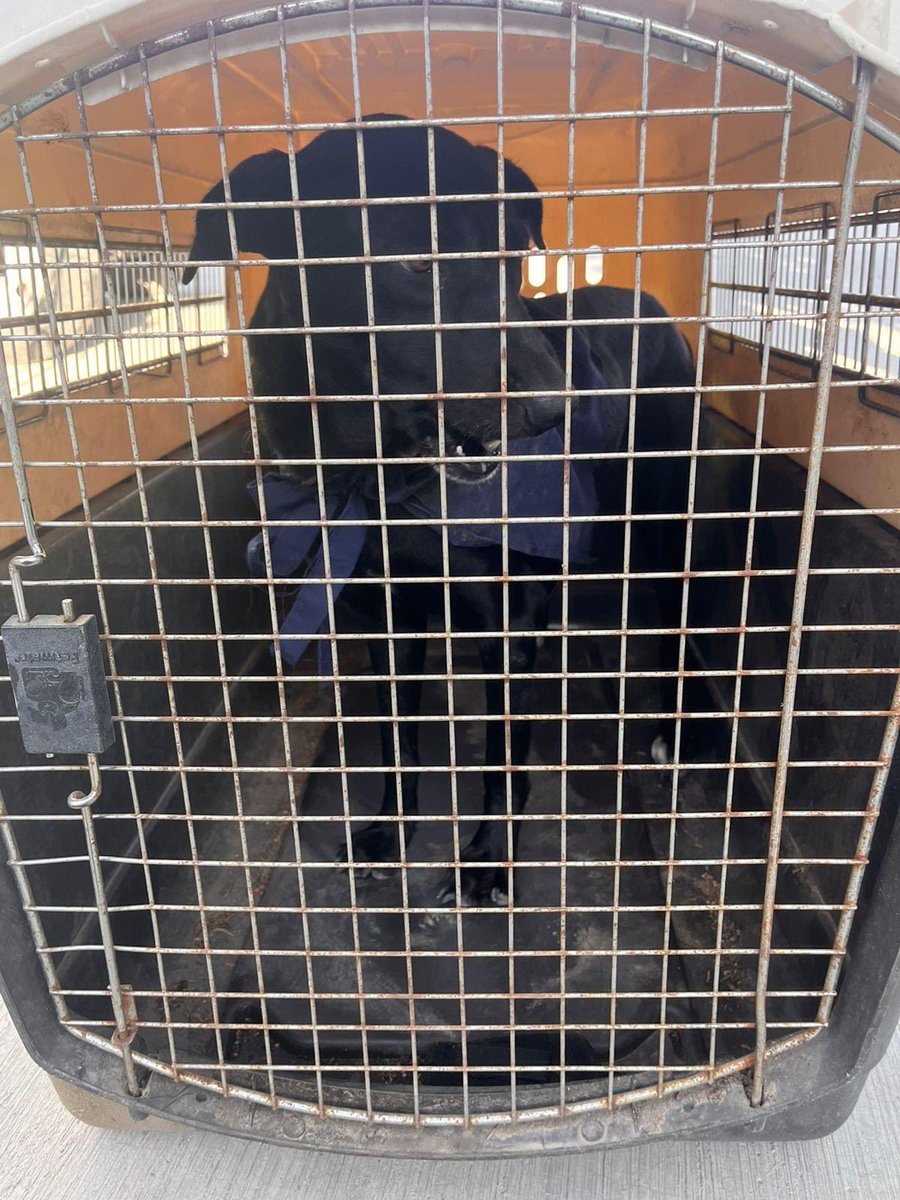 Bienestar Animal Municipal SLP tweet media