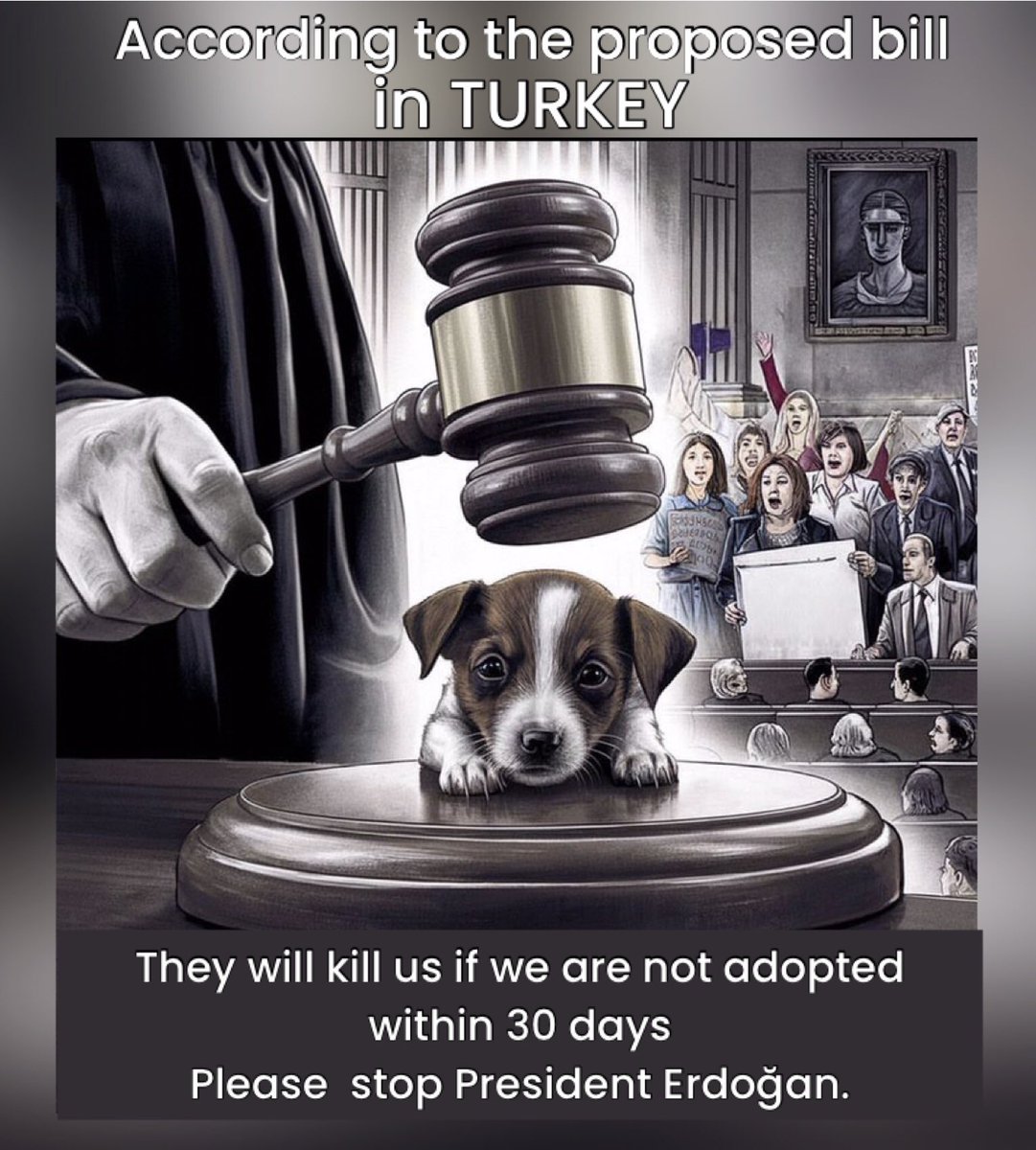 dominic dyer (@domdyer70) on Twitter photo The world is watching Turkey 🇹🇷 any move by the Government to kill hundreds of thousands of street dogs will shame Turkey to the world <a href="/RTErdogan/">Recep Tayyip Erdoğan</a> <a href="/Turkey/">Turkey News</a> #Turkey The world is watching Turkey 🇹🇷 any move by the Government to kill hundreds of thousands of street dogs will shame Turkey to the world <a href="/RTErdogan/">Recep Tayyip Erdoğan</a> <a href="/Turkey/">Turkey News</a> #Turkey