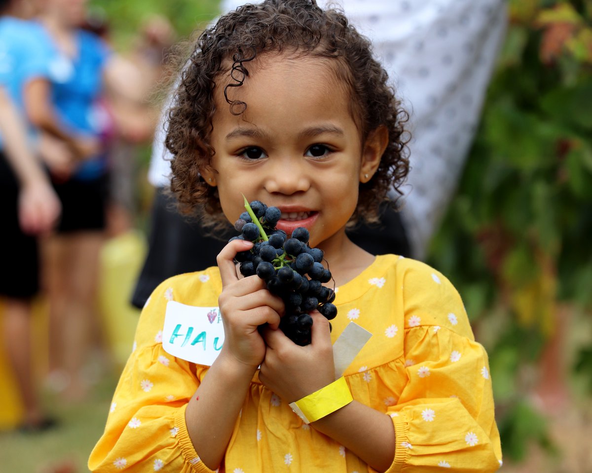 Messina_Hof's tweet photo. Are you looking for one last hurrah before the kids return to school? Daytime Harvest is the perfect way to celebrate a great summer, have fun, and get a little messy as a family! 

Get your passes for Daytime Harvest today before we sell out: https://t.co/vLhPN0hcoq https://t.co/BgaonGCJmb