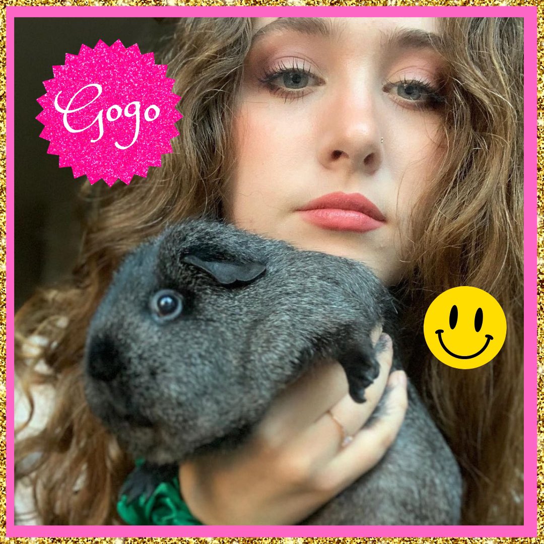 DeadPetGirls's tweet photo. Thinking about @ChappellRoan and her guinea pigs 💭🐹✨ https://t.co/qpgfIgMG3X