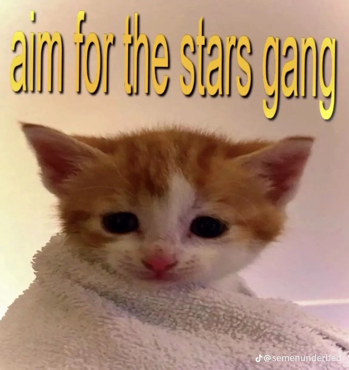 catpicsdealer's tweet photo. https://t.co/13qJm8qYgr