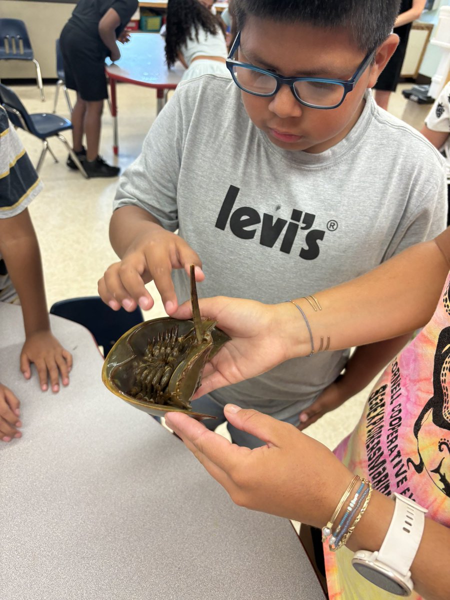 msgalloteaches's tweet photo. Yesterdays touch tank at summer enrichment was a success! 🦀 https://t.co/RC3ZRNJ15b