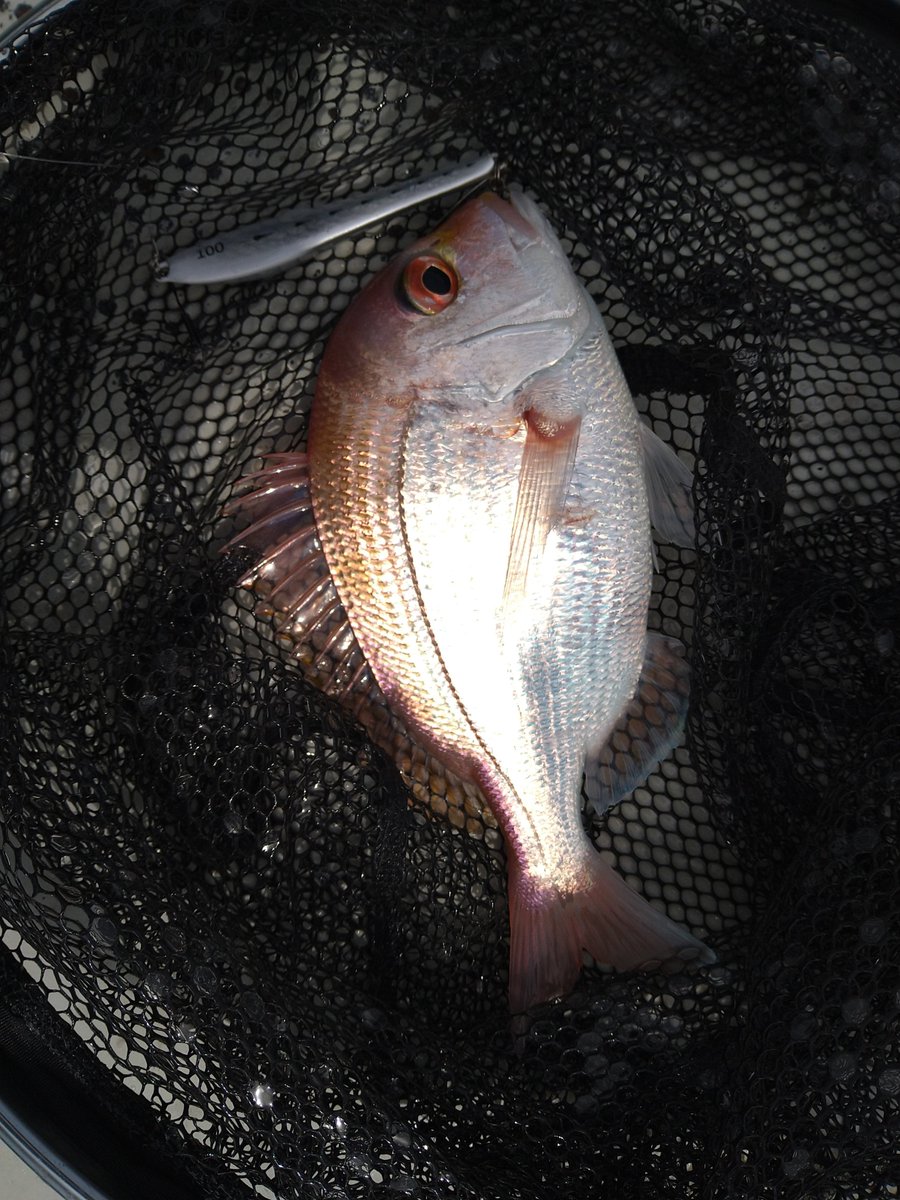 ＭＫＣ tweet media