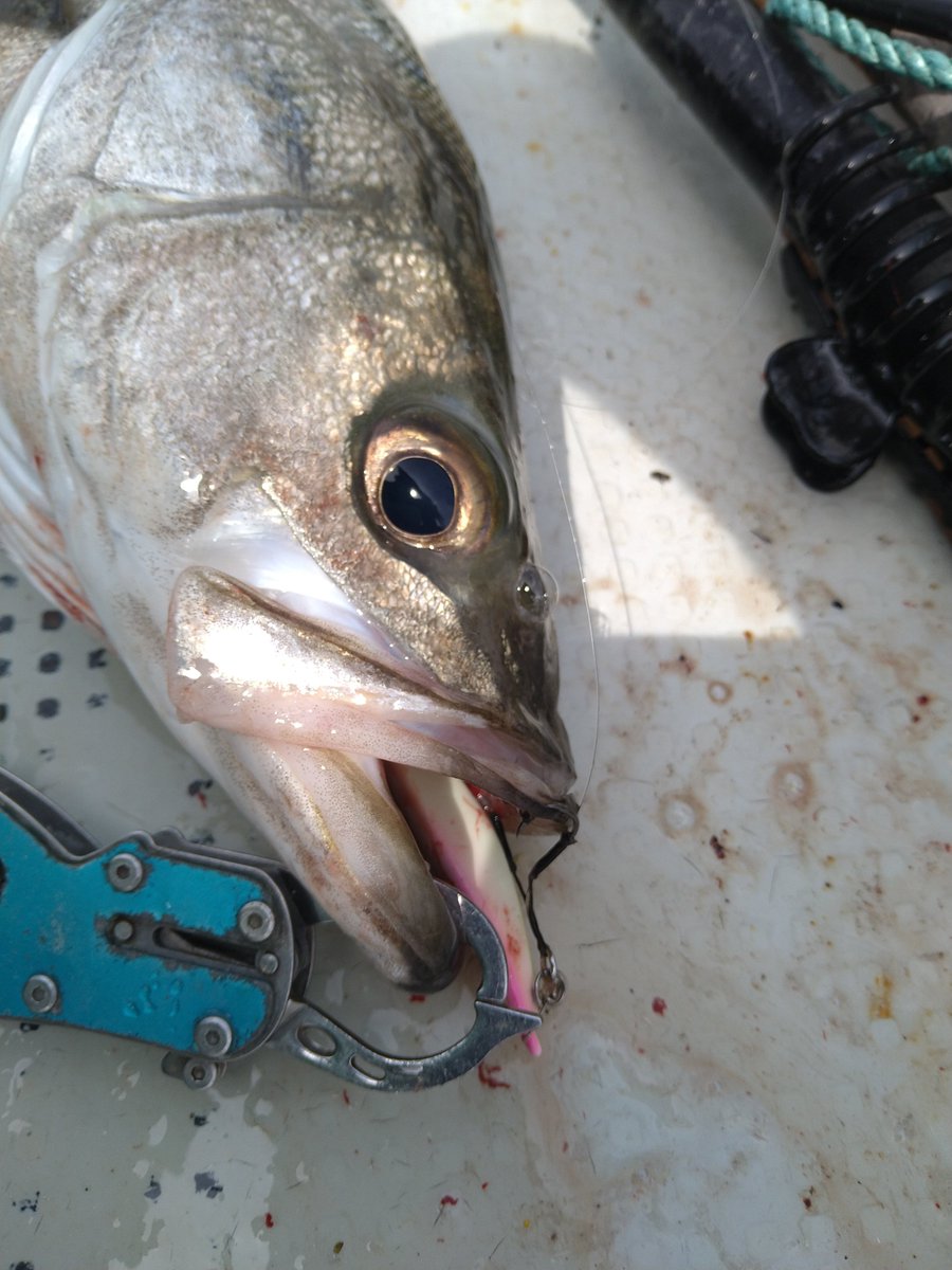 ＭＫＣ tweet media