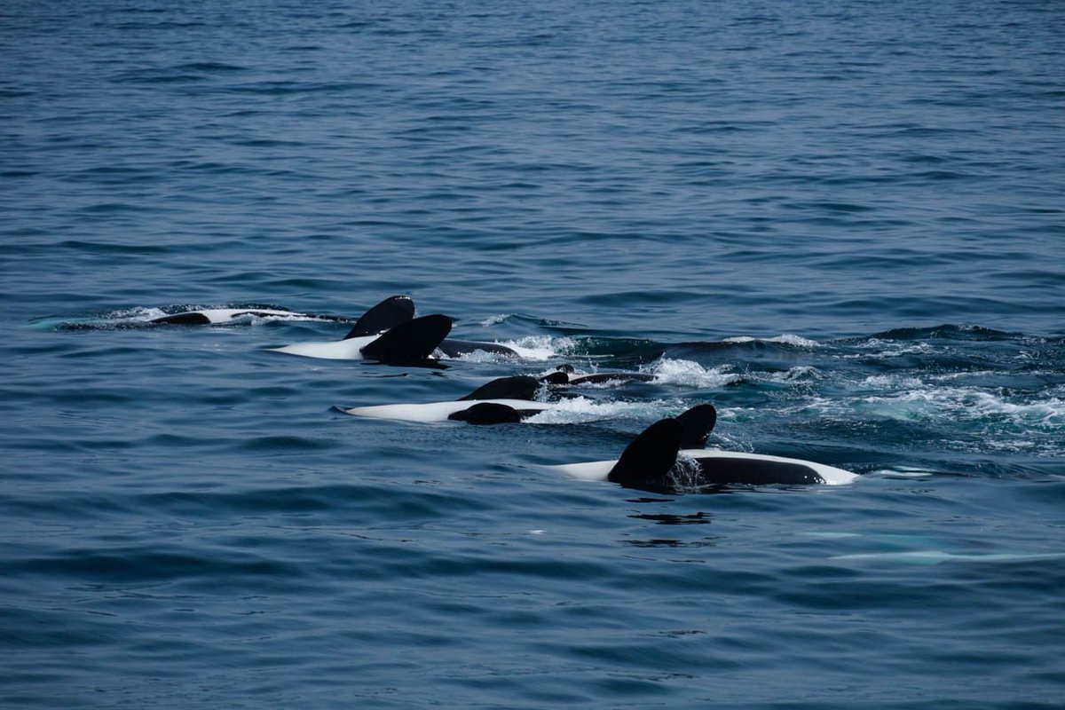 しゃちまみれ tweet media