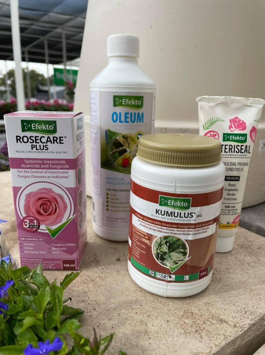 EckardsGarden's tweet photo. It’s time to prune your roses Gauteng. After pruning seal the cuts bigger than a 10c coin with Steriseal. Spray with Oleum to clear bugs and Kumulus to clear black spot and fungal spores. Add mulch at the base of each rose and you’re done 🌸 #rosepruning #eckardsgarden https://t.co/qUjC5fF0Xh