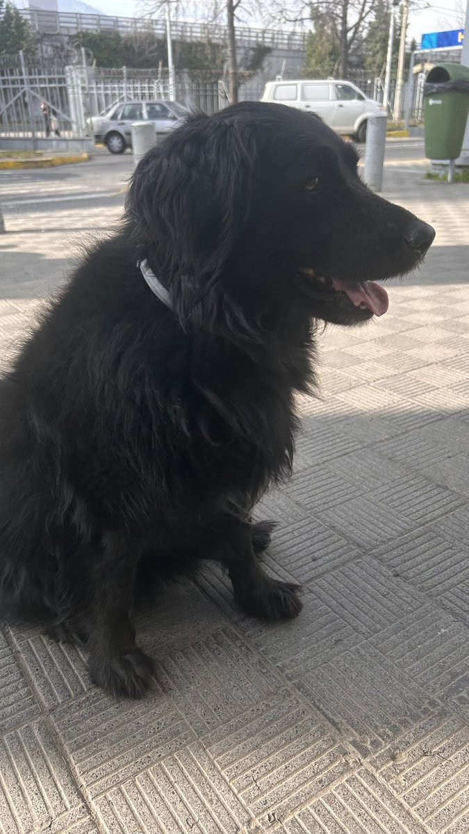 Artist2090's tweet photo. En el Lider de Departamental (Metro Macul) hay un perrito o perrita que se nota está perdida o esperando a alguien…tiene una patita trasera lastimada o quebrada 

@carolinapinoc @ValdebenitoNata @ConyCapelli @MuniMacul https://t.co/QOwlKDWdVA