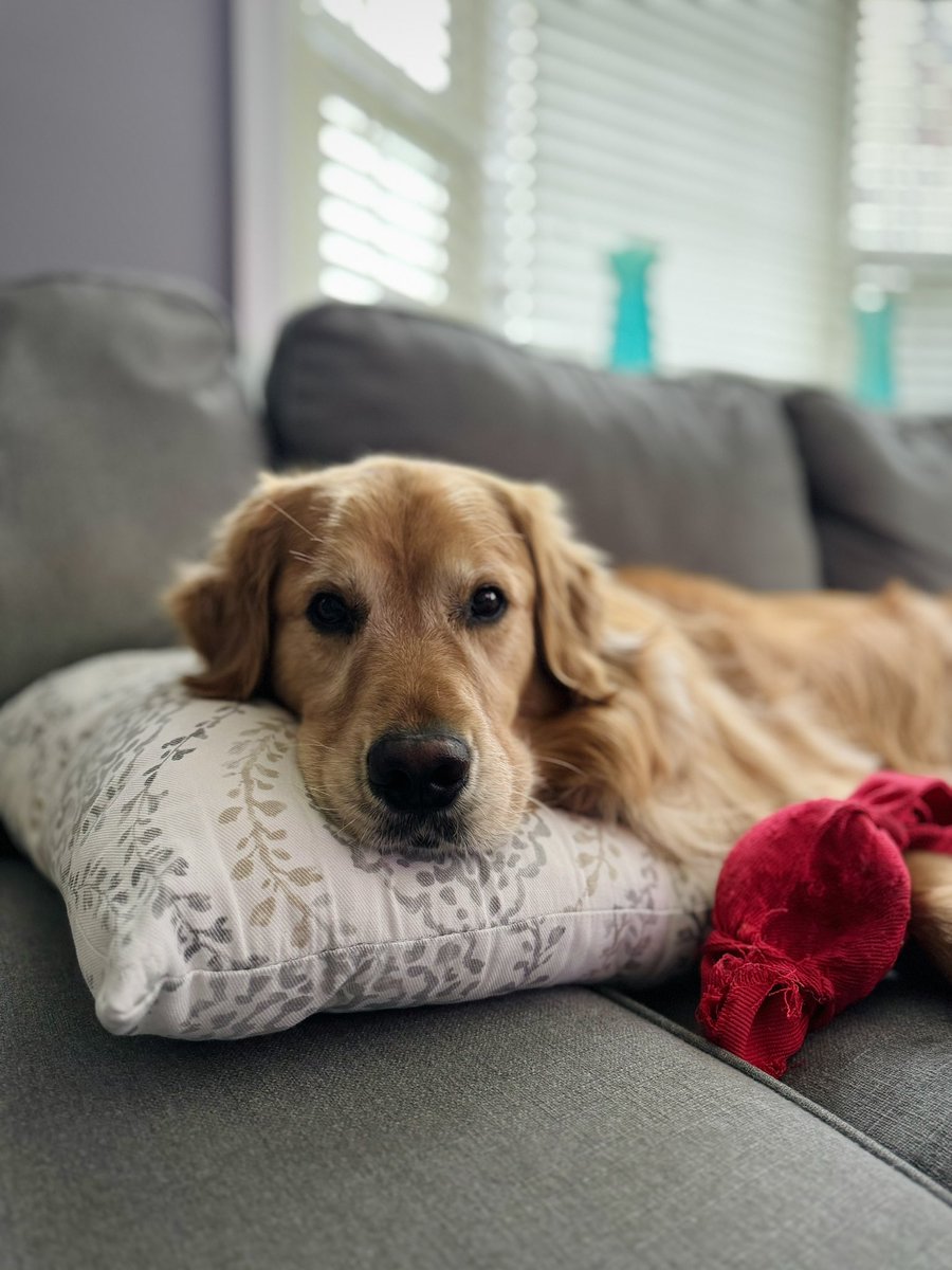 Lazy hangs when it’s over 90° every day