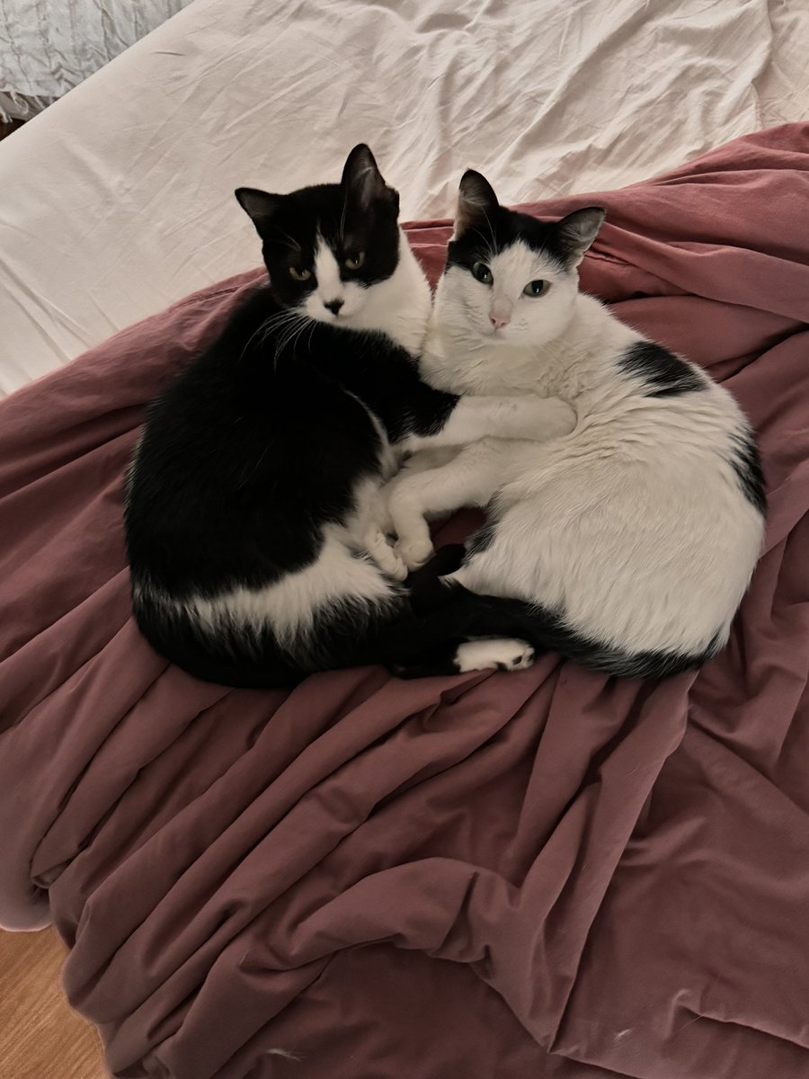 velhade30anos's tweet photo. Cheguei em casa
Não vieram me receber
Encontro os 2 assim na cama https://t.co/KEcu0WAuRq