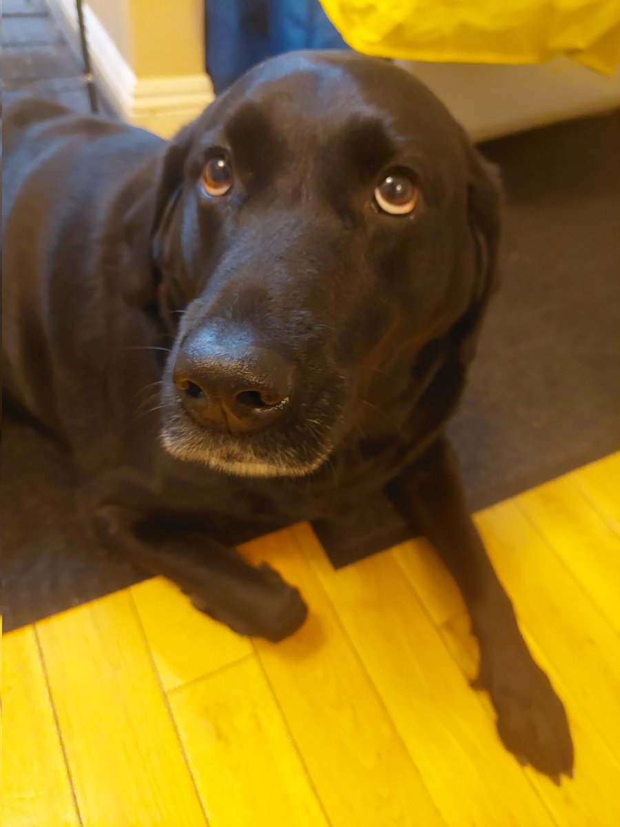 yegtruthteller's tweet photo. @elonmusk are you hanging around @X today? Visiting San Fran and told my kids you work there. May walk by later looking for life signs. 
Also, my dog rocks. Pic for proof. https://t.co/FMWt6OkTdZ
