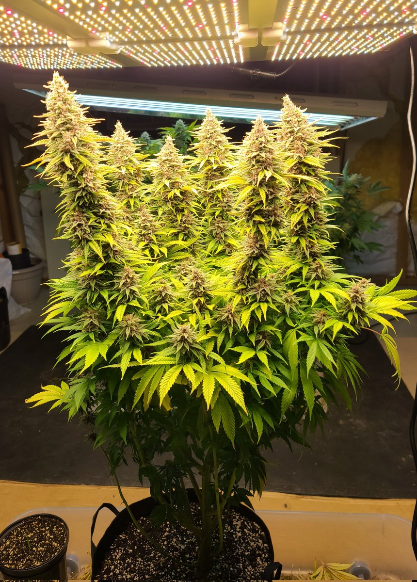 Go big or go home they said. 

How did I do?